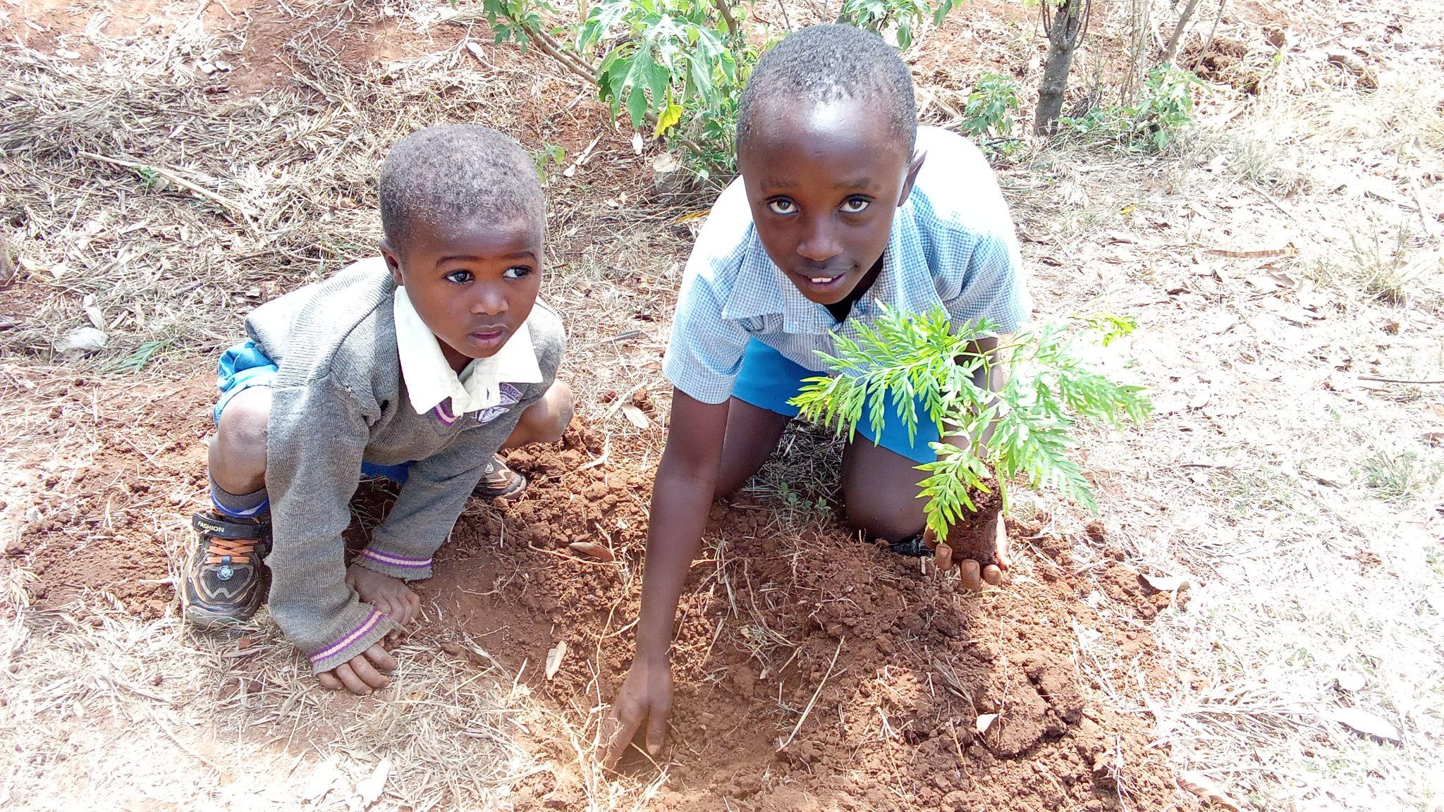 Two boys planting a seedling together